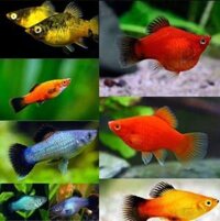 Cá Mún Vàng | Cá Mún Đỏ