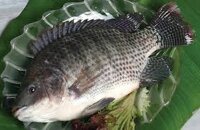 Cá Rô Phi sống (size vừa)