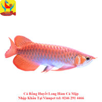 Cá Rồng Huyết long 20cm Hàm Cá Mập Nhập Khẩu Tại Vinupet