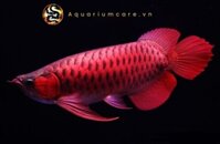 Cá Rồng Huyết Long