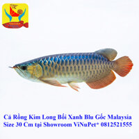 Cá Rồng Kim Long Bối Xanh Blu 30cm Gốc Malaysia Tại VinSunPet