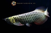 Cá Rồng Kim Long Quá Bối Blue Base