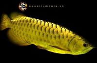 Cá rồng kim long quá bối 24K9999