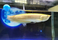 Cá Rồng Ngân Long Albino 20cm Hàm Cá Mập Nhập Khẩu Tại Vinupet