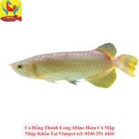 Cá Rồng Ngân Long Albino 20cm Hàm Cá Mập Nhập Khẩu Tại Vinupet