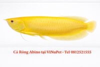 Cá Rồng Ngân Long Albino 46cm Hàm Cá Mập Tại Vinupet