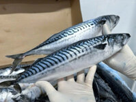 Cá Saba Nauy nguyên con (kg)