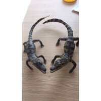 Cá sấu phơi khô nhồi bông