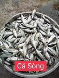 CÁ SÒNG , CÁ NGÂN CHỈ