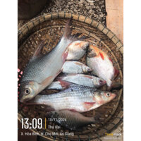 Cá sông hậu (cá trắng lộn xộn) làm khô phơi 1 nắng