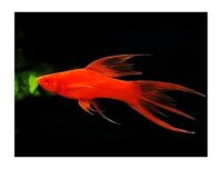 Cá song kiếm – swordtail