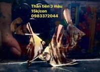 Cá thần tiên 3 màu (con)