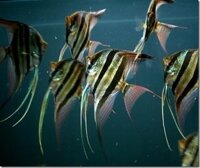 Cá thần tiên 3 vạch (1-2 cm)