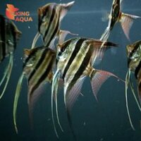 Cá thần tiên 3 vạch (3-4 cm)