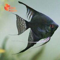 Cá thần tiên đen (super black)