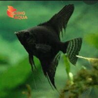 Cá thần tiên đen vây dài (3-4)
