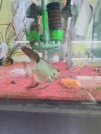 Cá thần tiên hải âu (con)