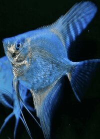 Cá thần tiên Hải Âu/ pinnoy  (2-3cm)