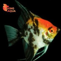 Cá thần tiên koi 3 màu (1-2cm)