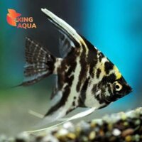 Cá thần tiên Marble (2cm)