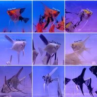 Cá thần tiên mini mix - KAF (1,5-2cm)