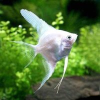 Cá thần tiên trắng (con)