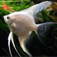 Cá thần tiên trắng mắt đen (3-4cm)