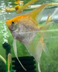 Cá thần tiên vàng vây dài (2-3cm)