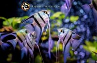 Cá Thần Tiên Zebra