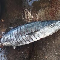 Cá Thu Cắt Lát [ 250k/kg ] [size 2~4 lát/kg ] Đóng gói 1kg/túi