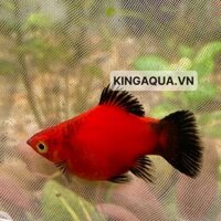 Cá thuỷ sinh - Cá Mún lửa short