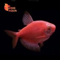 Cá thuỷ sinh Cánh buồm vây dài