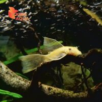 Cá thuỷ sinh Longfin mini