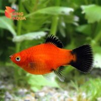 Cá thuỷ sinh Mún Lửa max size