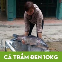 Cá trắm đen đang bơi, sạch, giá tốt nhất tại Hà Nội