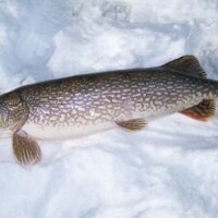 CÁ TUYẾT PHI LÊ (FILLET) CHI LÊ - FROZEN FILLET CHILEAN SEA BASS (SNOW FISH)