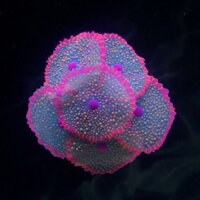 Cá xe tăng cảnh quan mô phỏng sứa biển động vật Cranios san hô sen sen