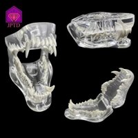 Cabeza Răng Nhựa Động Vật Nha Khoa, Mô Hình Răng Chó Mèo Thỏ Chó, Chất Lượng Cao Bền Trong Suốt Cấu Trúc Chính Xác Mèo Rõ Ràng Typodont Văn Phòng