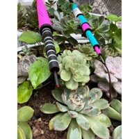 Câbf câu tay  VIx độ cứng SH cần câu đơn đài SH tặng kèm ngọn phjuj