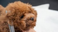 Cách Chải Lông Cho Chó Poodle Bông Xù Như Spa