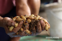 Cách nuôi đuông dừa dễ nhất