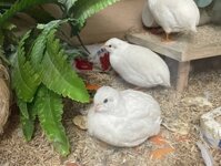 Cách phân biệt Gà Rutin thuần chủng và Gà Rutin lai