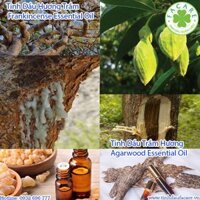 Cách Phân Biệt Tinh Dầu Trầm Hương (Agarwood) Và Tinh Dầu Hương Trầm (Frankincense)