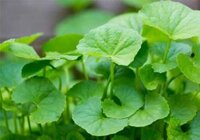 Cách Trồng Rau Má Tại Nhà Đơn Giản