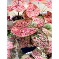 caladium that bangkew - môn kiểng lá sưu tầm Thái Lan