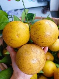 Cam Cao Phong size VIP (5kg 150)