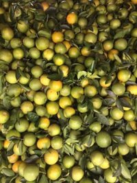cam hàm yên giá sỉ 7k tại tuyên quang bao đóng túi lên xe
