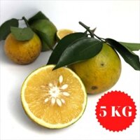 Cam Lòng Vàng Cao Phong (Hộp 5kg)