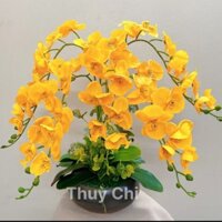 CẮM SẴN - Chậu hoa lan hồ điệp giá rẻ gồm 6 cành và chậu gốm, trang trí bàn trà, bàn ăn, decor nhà cửa - Thuỳ Chi Decor