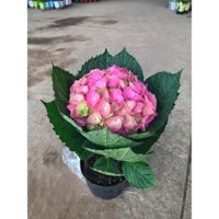 Cẩm tú cầu - cây cẩm tú  đang có nụ hoa màu hồng cây giống nhật chịu nhiệt tốt,cây giống dễ trồng